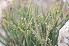 Euphorbia schimperi, photograph (c) Morten Ross, some rights reserved (CC BY)