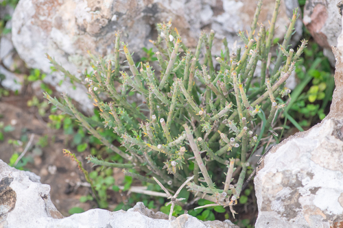 Euphorbia schimperi, photograph 3