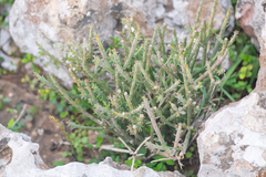 Euphorbia schimperi, photograph (c) Morten Ross, some rights reserved (CC BY)