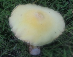 Volvariella bombycina flaviceps