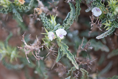 Spiny Neuracanthus (Neuracanthus aculeatus)