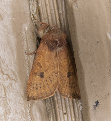 Orthosia transparens