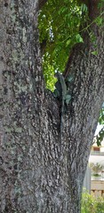 Iguana iguana