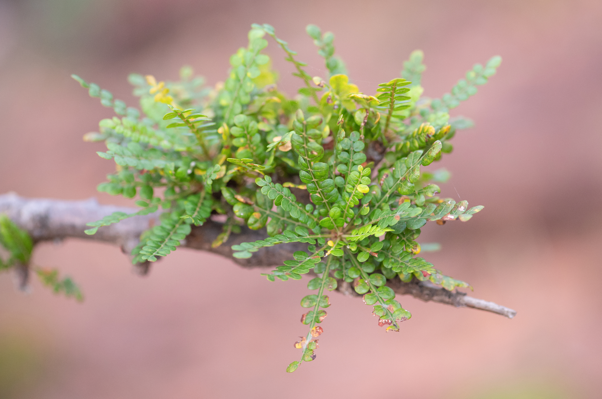 Boswellia socotrana Balf.f. 3
