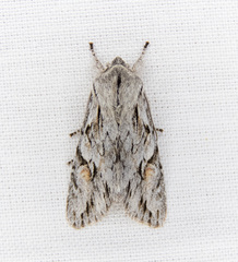 Egira crucialis