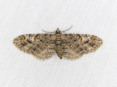Eupithecia graefii
