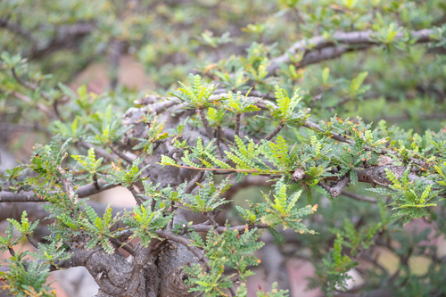 Boswellia socotrana