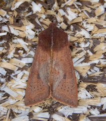 Orthosia transparens