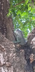Iguana iguana