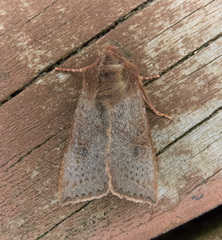 Orthosia transparens
