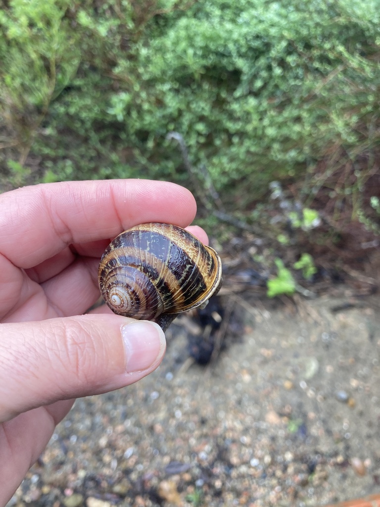 Garden Snail From Cabrillo National Monument, San Diego, Ca, Us On 