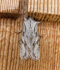 Egira crucialis