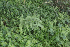 Cornopteris decurrenti-alata