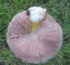 Volvariella bombycina flaviceps