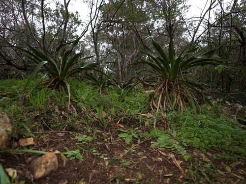 Yucca rupicola