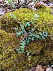 Polemonium reptans villosum