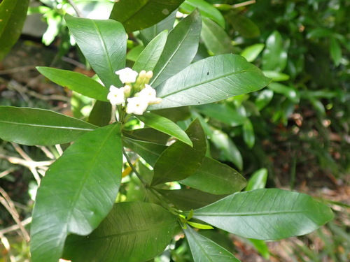 Image of Gonioma kamassi by (c) Nicola van Berkel, some rights reserved (CC BY-SA)