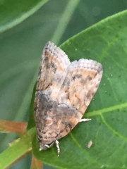 Lepidoptera