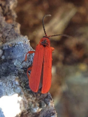 Dictyoptera simplicipes