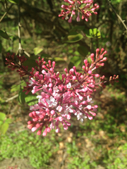 Syringa