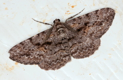 Boarmia suasaria