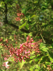 Syringa