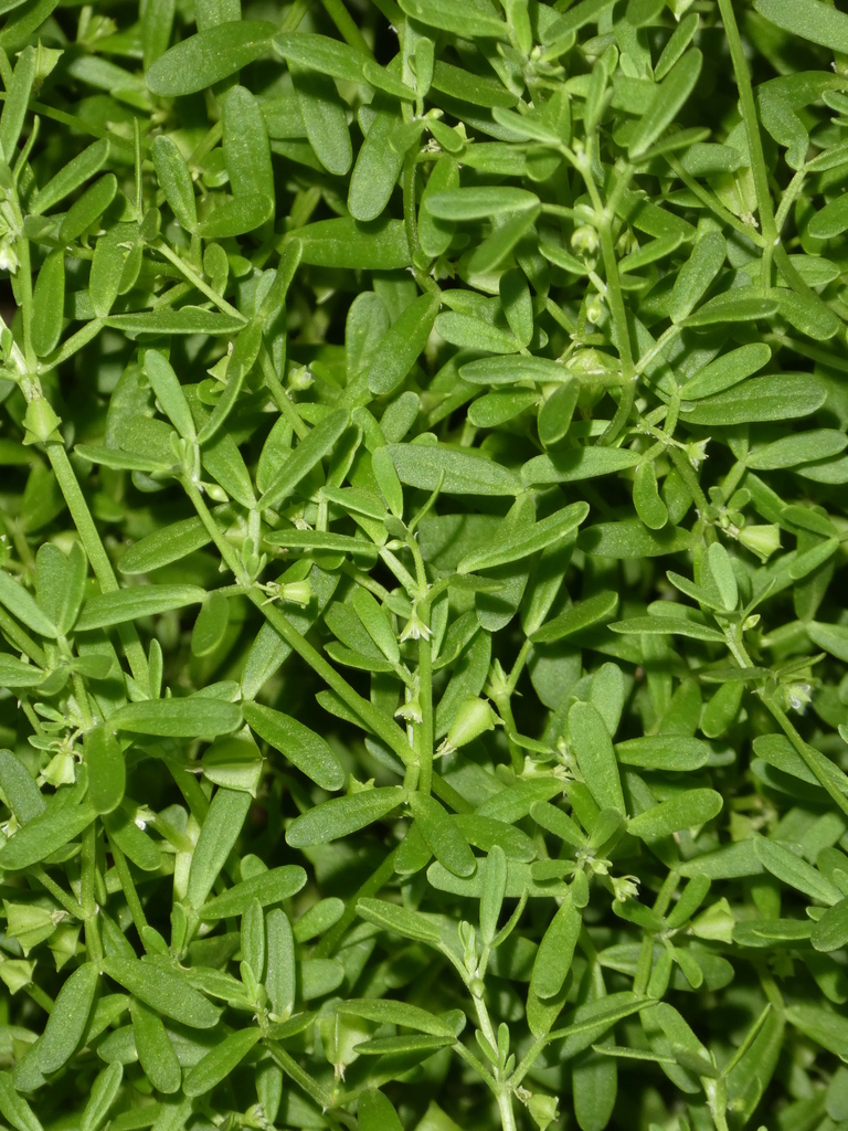 Zygophyllum from 7X56+J4H Emily and Jessie Gaps Nature Park, Ross NT