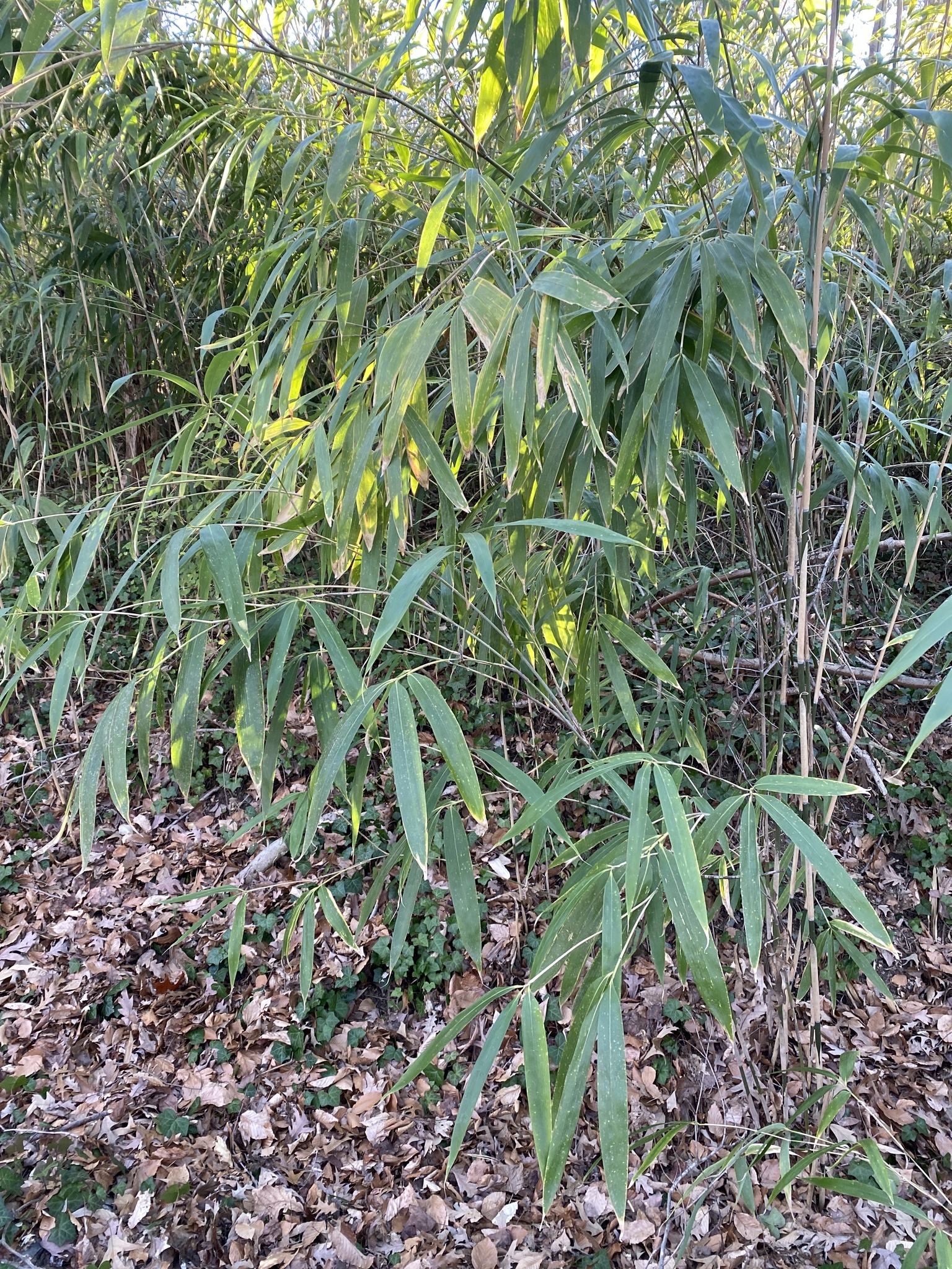 Imagem de Bambu-japonês
