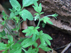 Phacelia ranunculacea