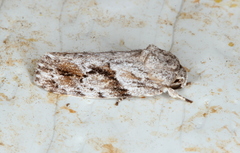 Agriophara confertella