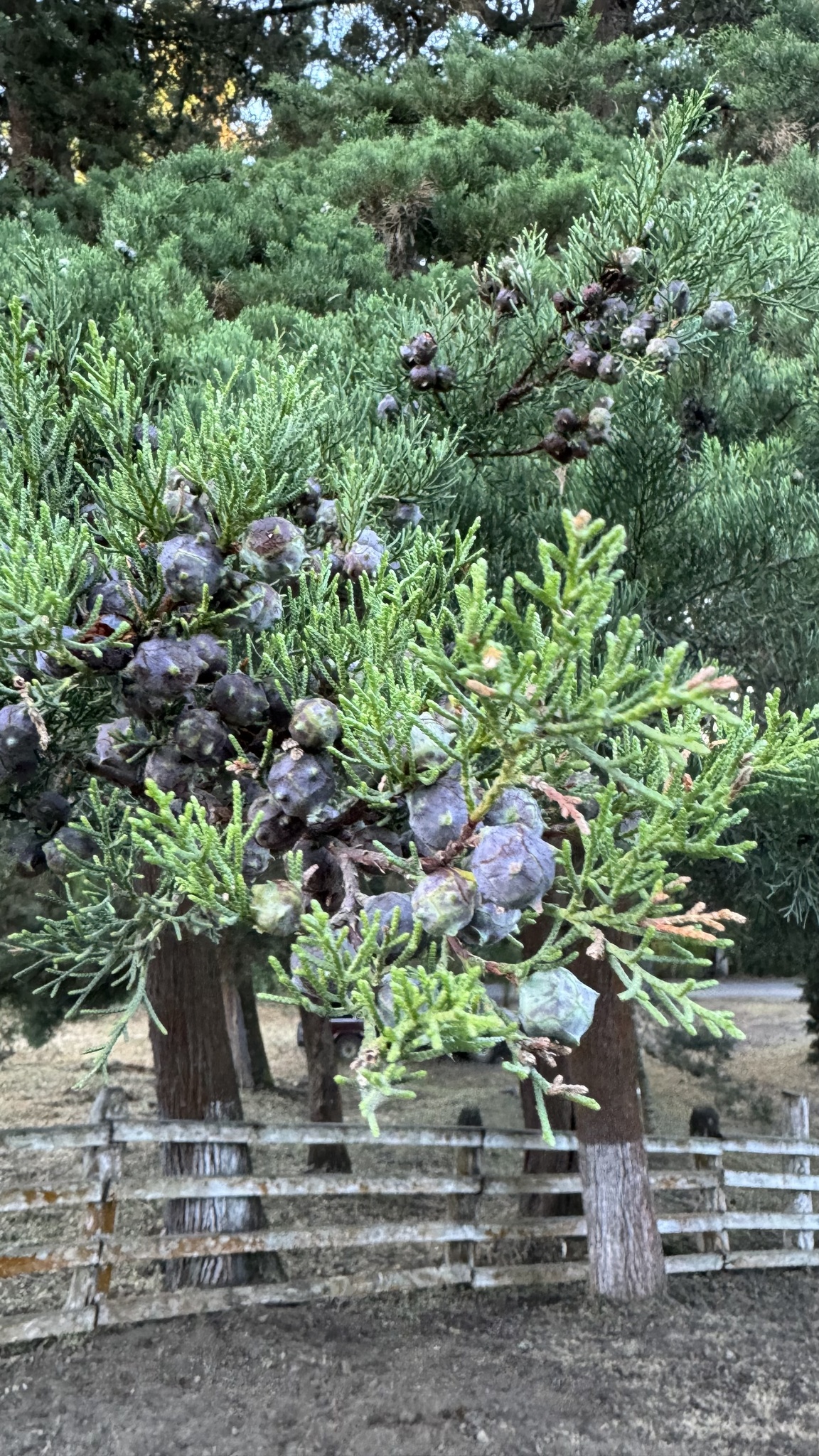 Imagem de Cedro-do-Buçaco