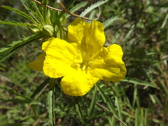Oenothera berlandieri