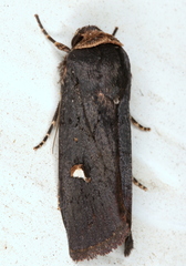 Proteuxoa cinereicollis