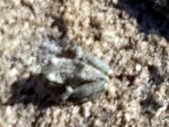 iNaturalist observation photo of Pacific chorus frog