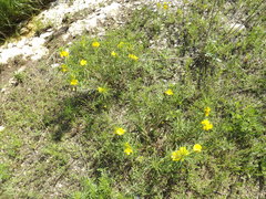 Oenothera berlandieri