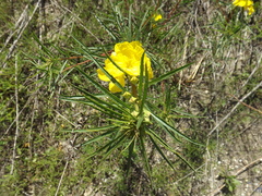 Oenothera berlandieri