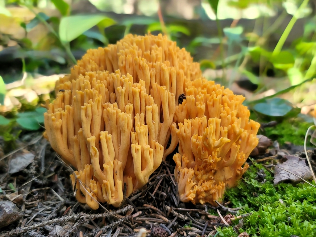 Ramaria largentii from Bragg Creek, AB T0L 0K0, Canada on July 19, 2023 ...