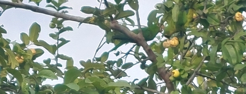 White-eyed Parakeet