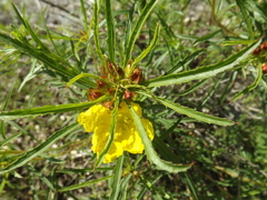 Oenothera berlandieri
