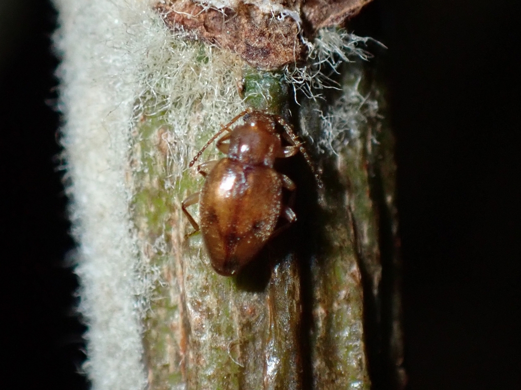 Dapsa edentata