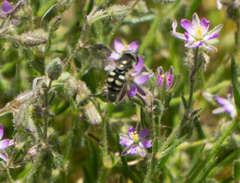 Spergularia bocconei