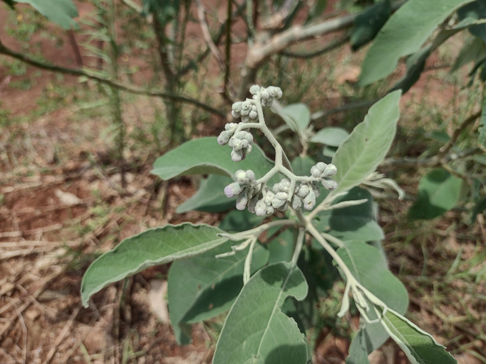 Solanum granulosoleprosum