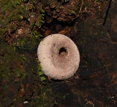 Lycoperdon subincarnatum