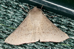 Oenochroma subustaria