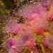 Corallimorphs - Photo (c) João Pedro Silva, some rights reserved (CC BY-NC)