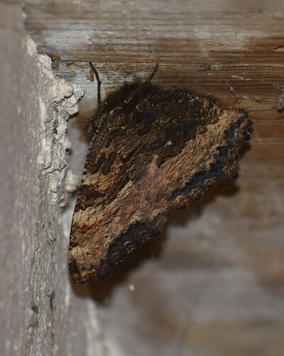 Nymphalis polychloros