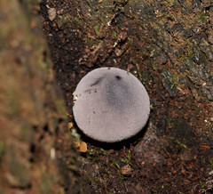 Lycoperdon subincarnatum