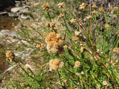 Baccharis sagittalis