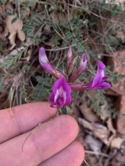 Astragalus zionis