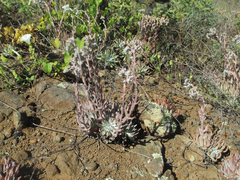 Dudleya virens virens